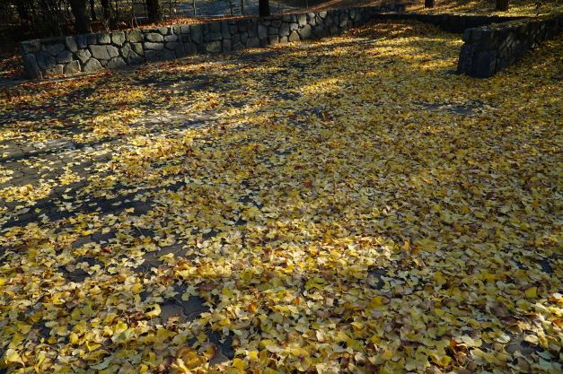 은행나무잎&#44; 낙엽이 쌓인 화단 공터