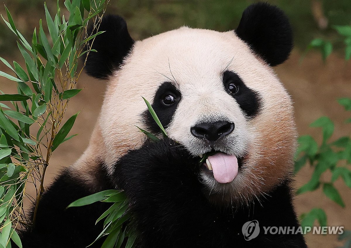 푸바오 중국 반환 마지막 모습 할부지 편지