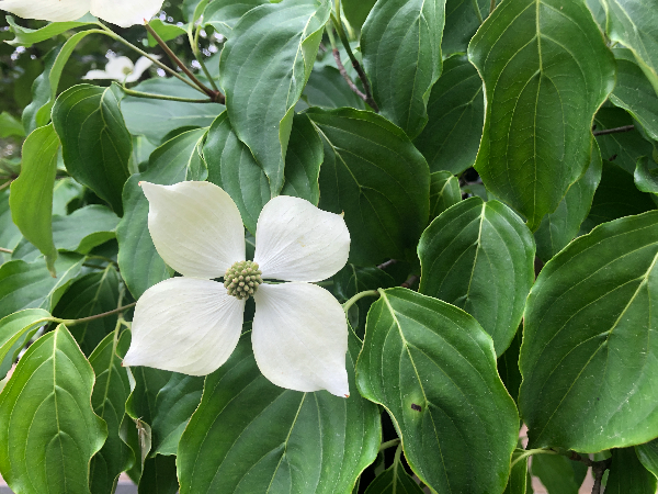 산딸나무 꽃