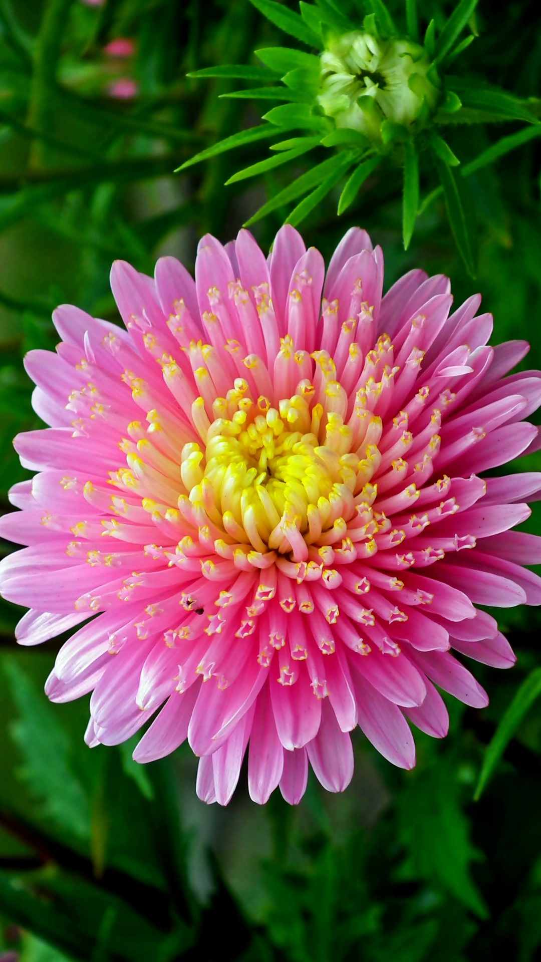 Aster Flower iPhone Wallpaper