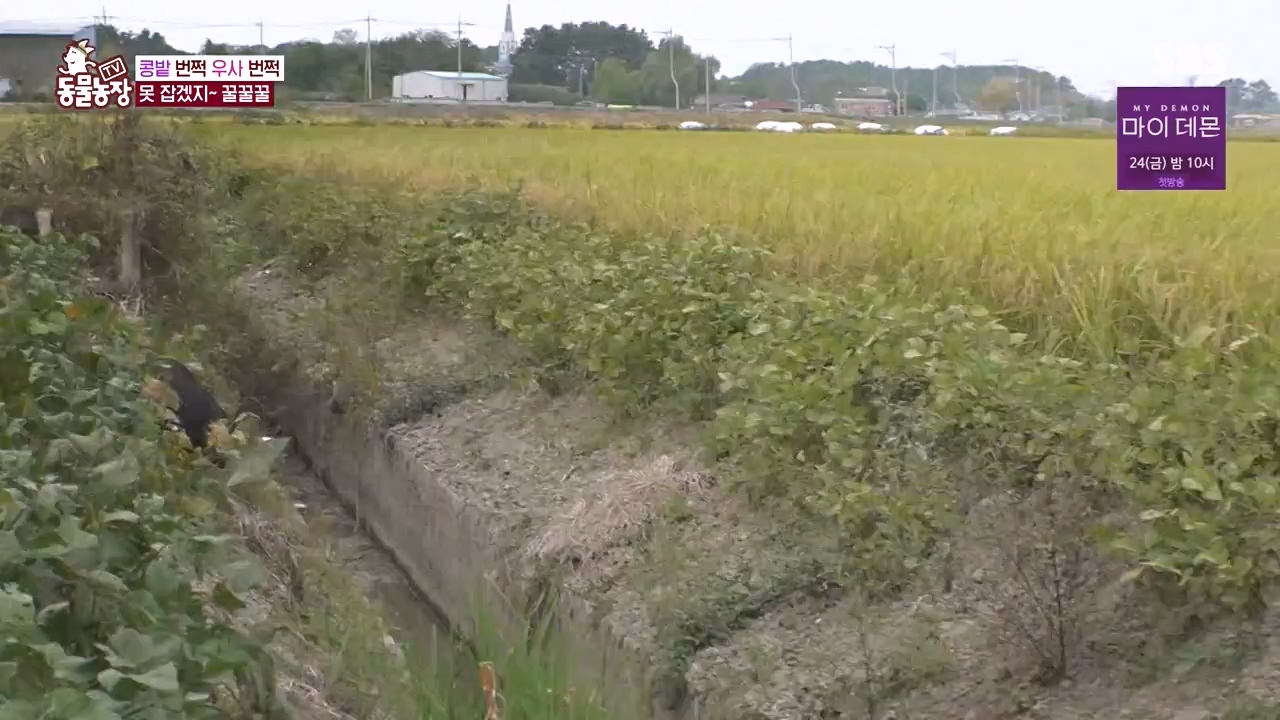 TV 동물농장.E1144.231106p-NEXT.mp4_20231105_175952.112.jpg