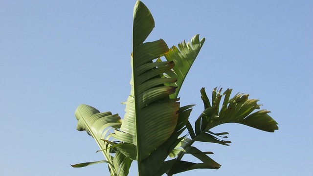 바나나잎효능