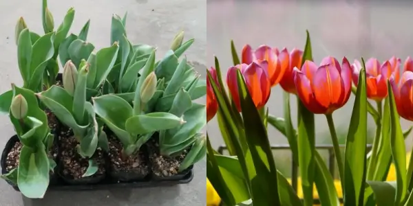 개화-전-튤립과-개화-한-튤립