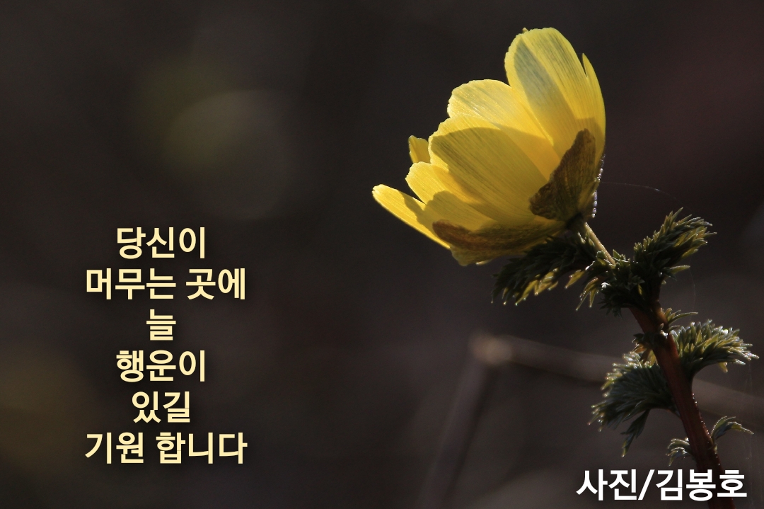  복과장수 부유와 행복을 상징하는 꽃 복수초