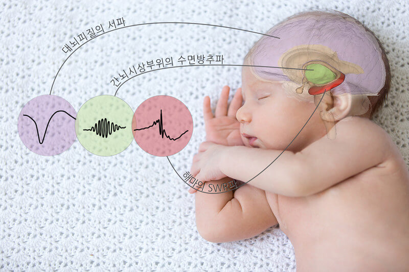 해마의 역할과 기억력과의 관계