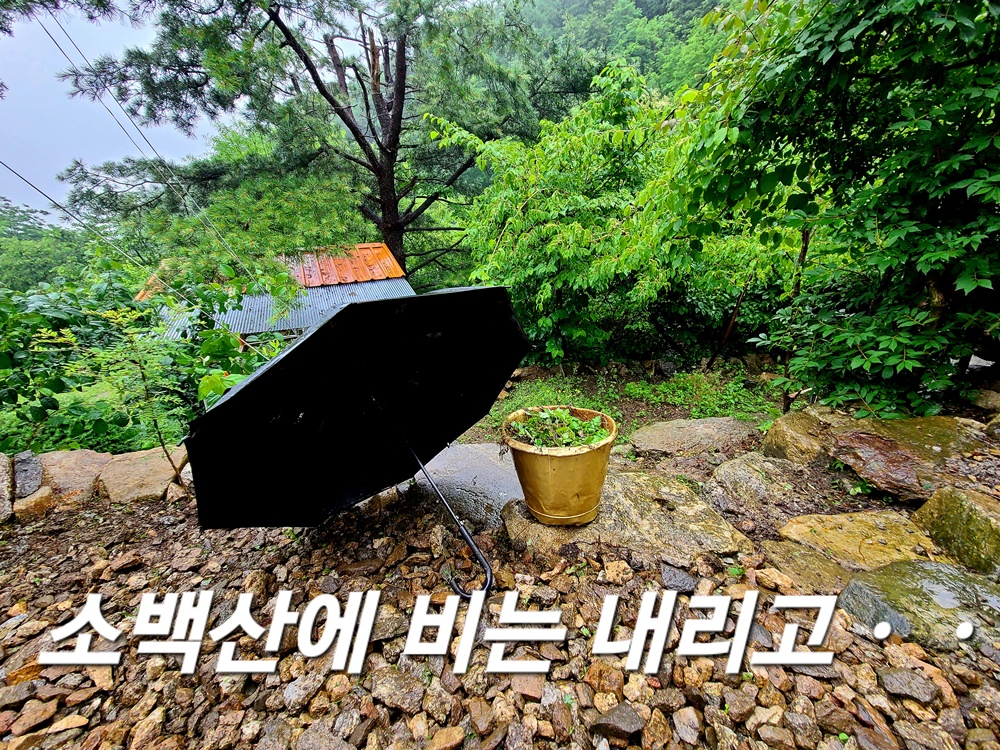 자연인이야기-소백산자연인-개복숭아효소