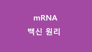 mRNA 백신 원리