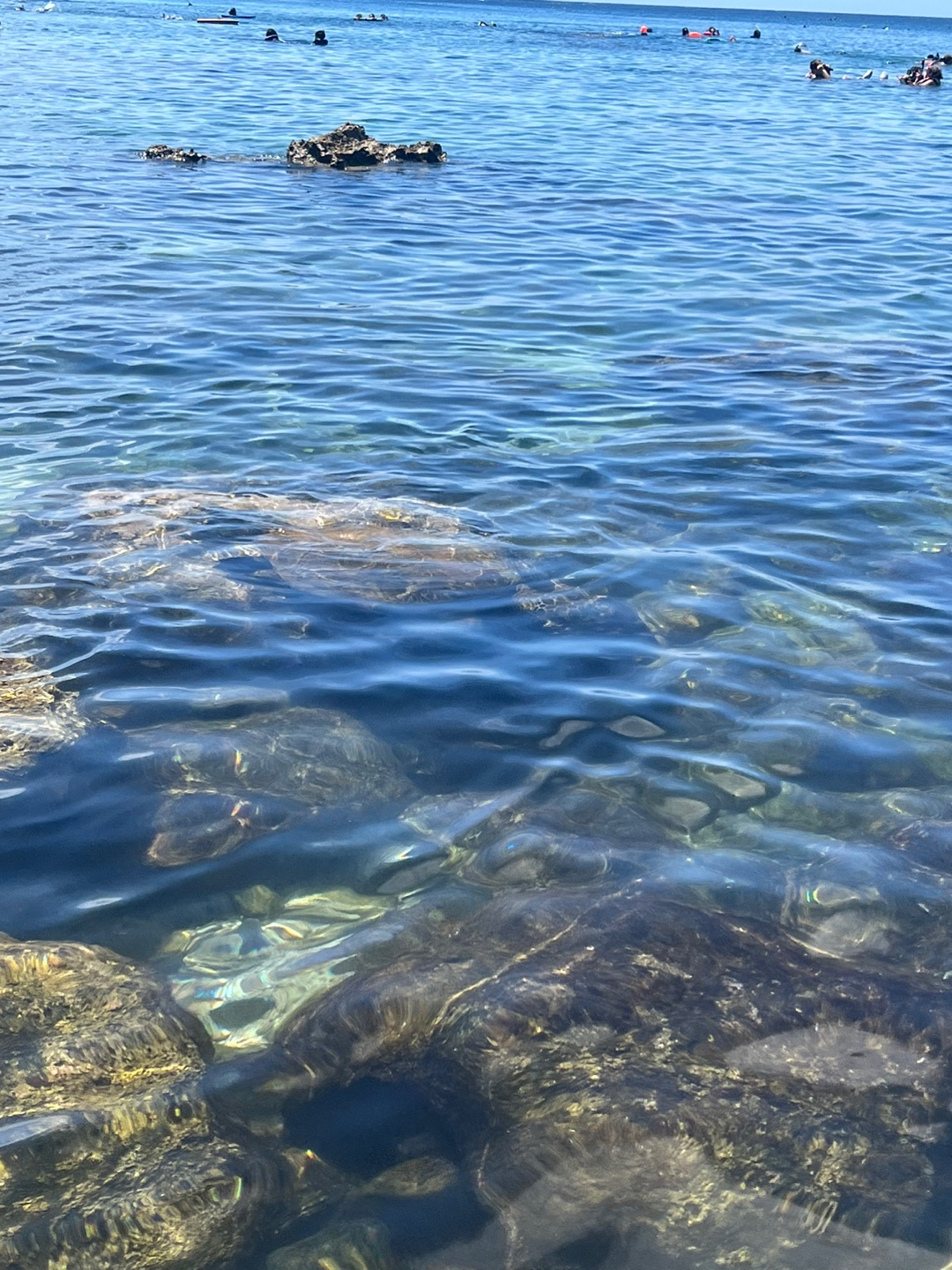 하와이 바다거북이