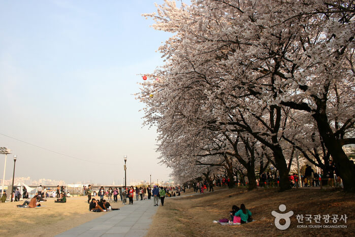 영등포 여의도 봄꽃축제