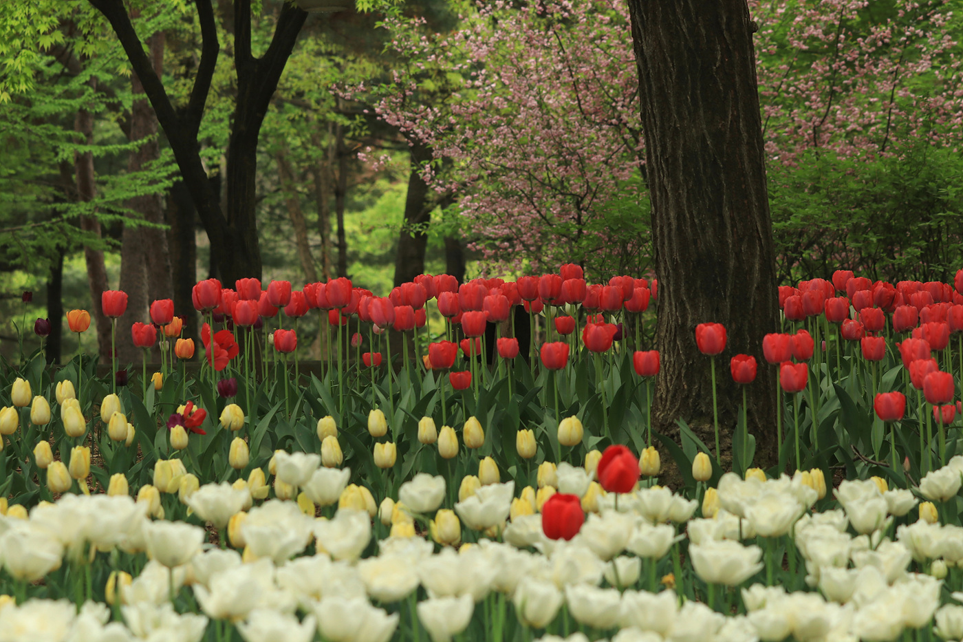 주말 서울숲 튤립 개화 현황… 12