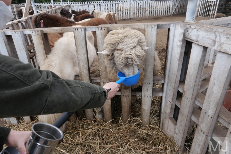 어린왕자 체험 in 감귤밭 카페 16