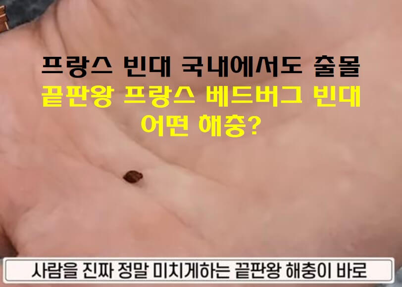 빈대 사진