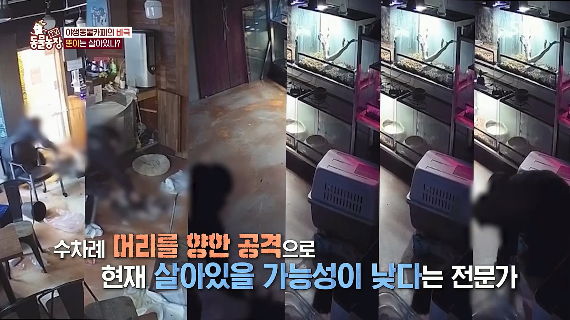 TV 동물농장.E1097.221127p.H264-F1RST.mp4_20221127_181712.134.jpg