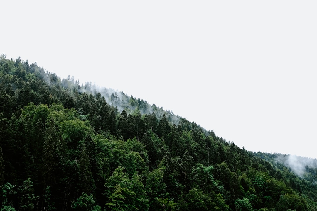 Evergreen