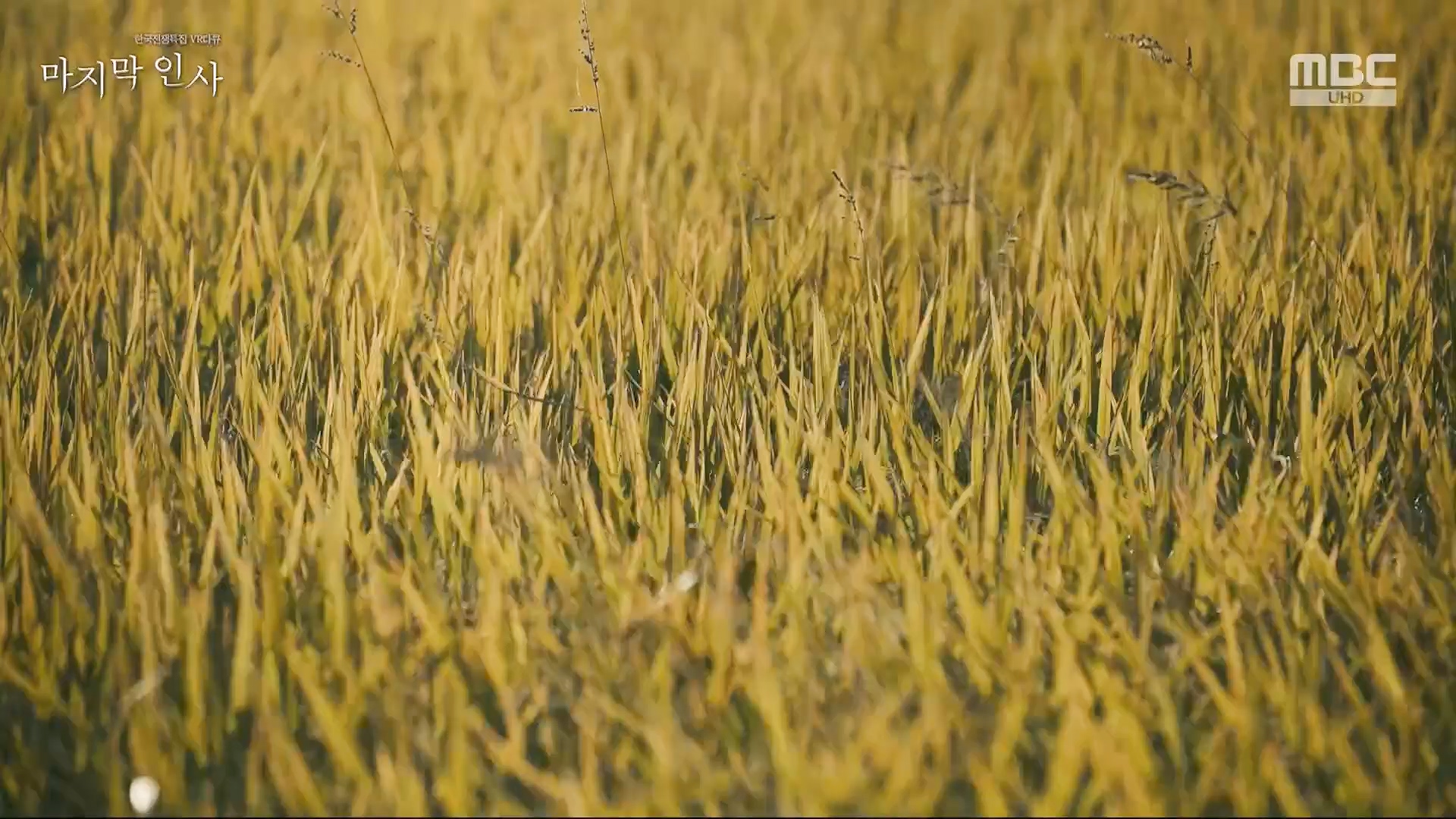 한국전쟁 특집 VR 다큐 마지막 인사.240625p.H264-F1RST.mp4_20240626_200621.339.jpg