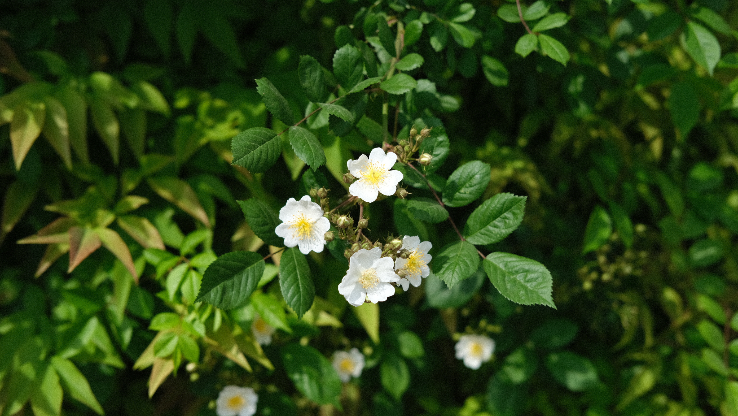  찔레꽃 전설 꽃말 효능