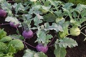 콜라비(Kohlrabi)-잎