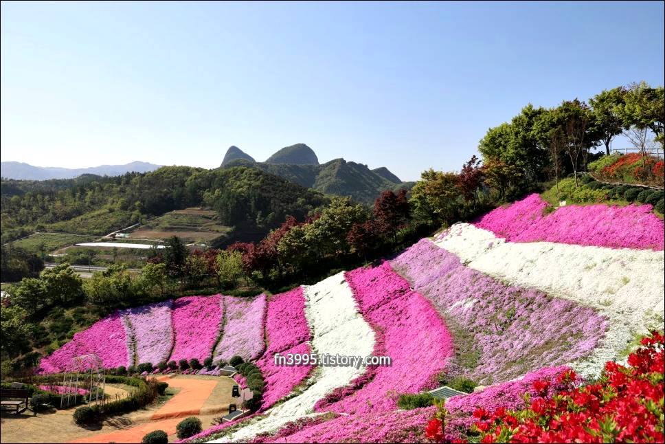 진안꽃잔디동산