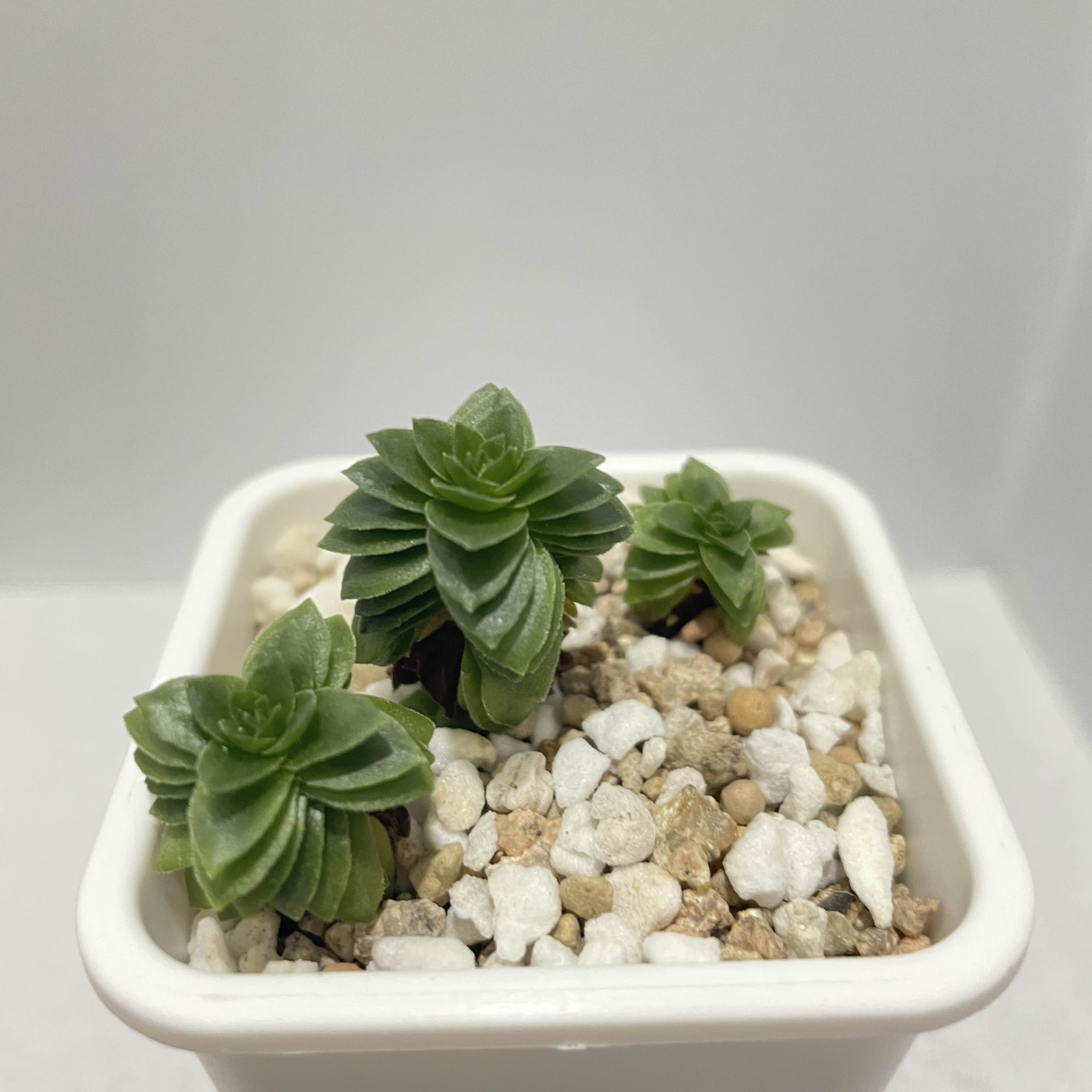  다육 에스테그놀 Crassula Estagnol
