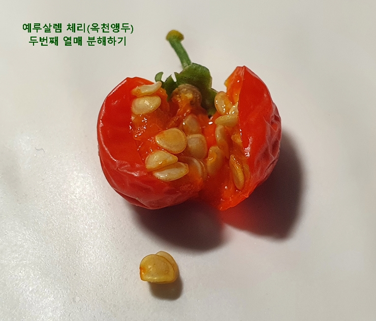 예루살렘 체리 두번째 열매 채집