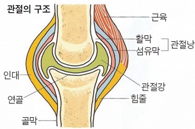 관절의-구조-사진