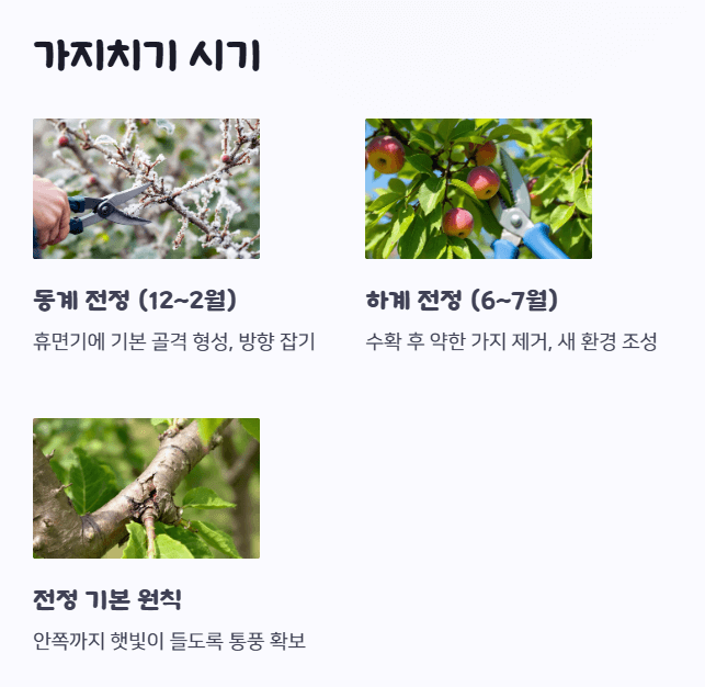 매실나무 가지치기 시기
