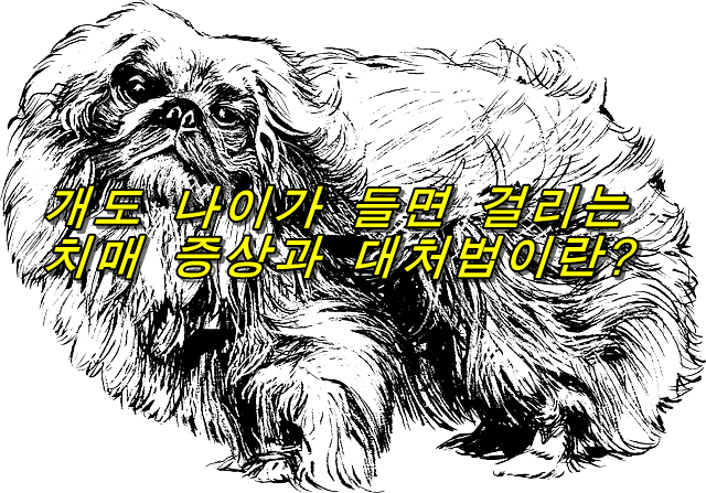  개도 나이가 들면 걸리는 치매 증상과 대처법이란?