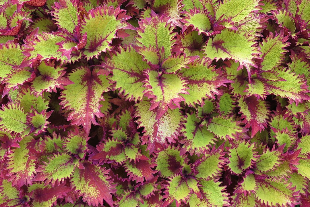 Coleus