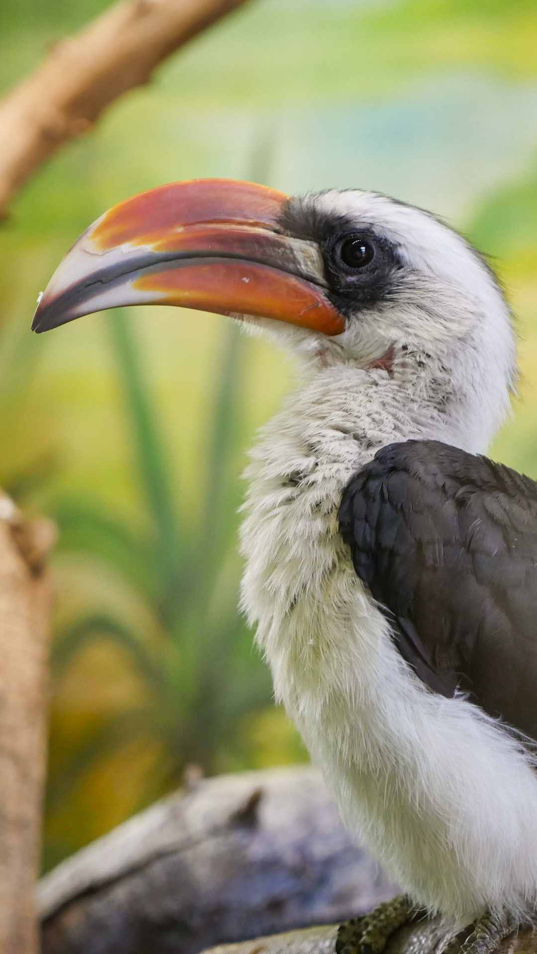 Bird Animal Photo iPhone Wallpaper