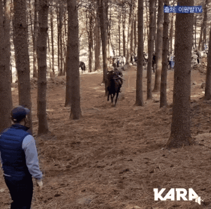 게시판 KBS 태종 이방원, 말 학대 논란, 카라 동물권행동 단체 고소장 6