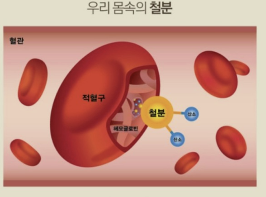 철분 부족증상 철분 많은 음식&amp;#44; 철분제 부작용 복용방법 총정리!