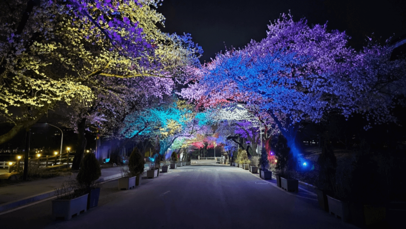 2024 벚꽃 축제 &amp; 개화시기 / 전국 벚꽃 명소