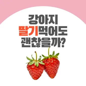 강아지 딸기 먹어도 되나 주의사항 급여 방법_10