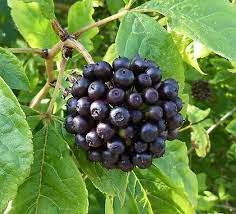 가시오가피의 12가지 장점 30