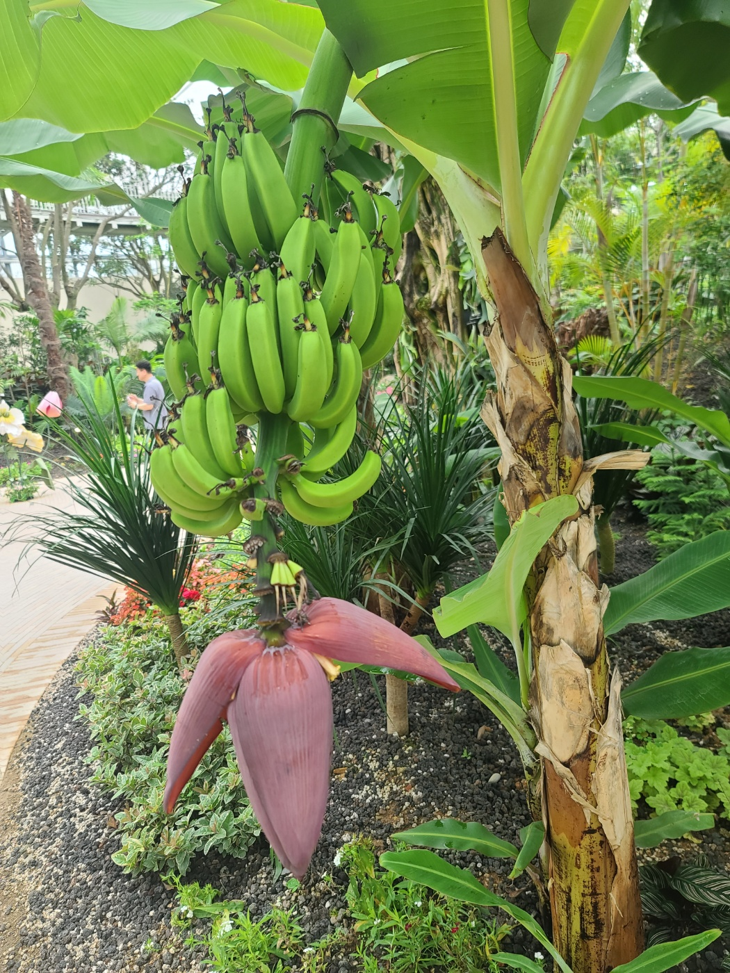 순천만국가정원 식물원 바나나꽃