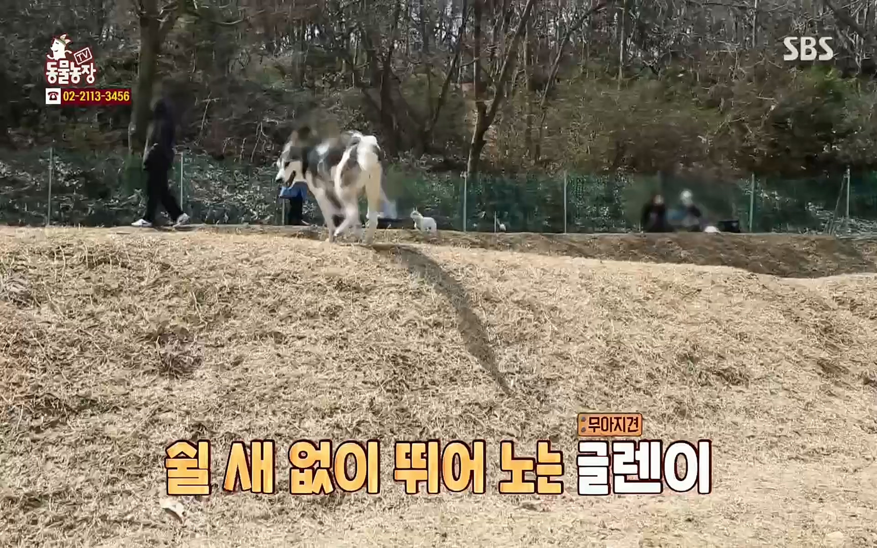 TV 동물농장.E1066.220424p.H264-F1RST.mp4_20220424_201016.667.jpg