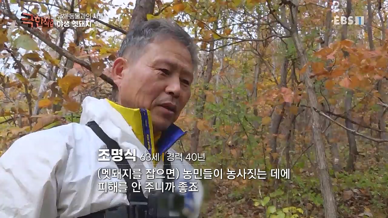 TV - 교육의 중심 EBS유해 동물과의 사투! 등검은말벌, 야생 멧돼지 퇴치.mp4_20221129_195010.059.jpg