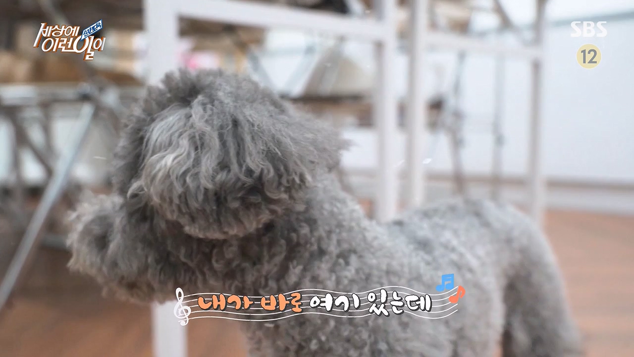 순간포착 세상에 이런일이.E1228p-NEXT.mp4_20230503_200104.495.jpg