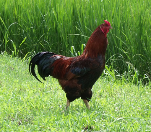  토종닭 요리 코로나19 면역력 증강에 효과