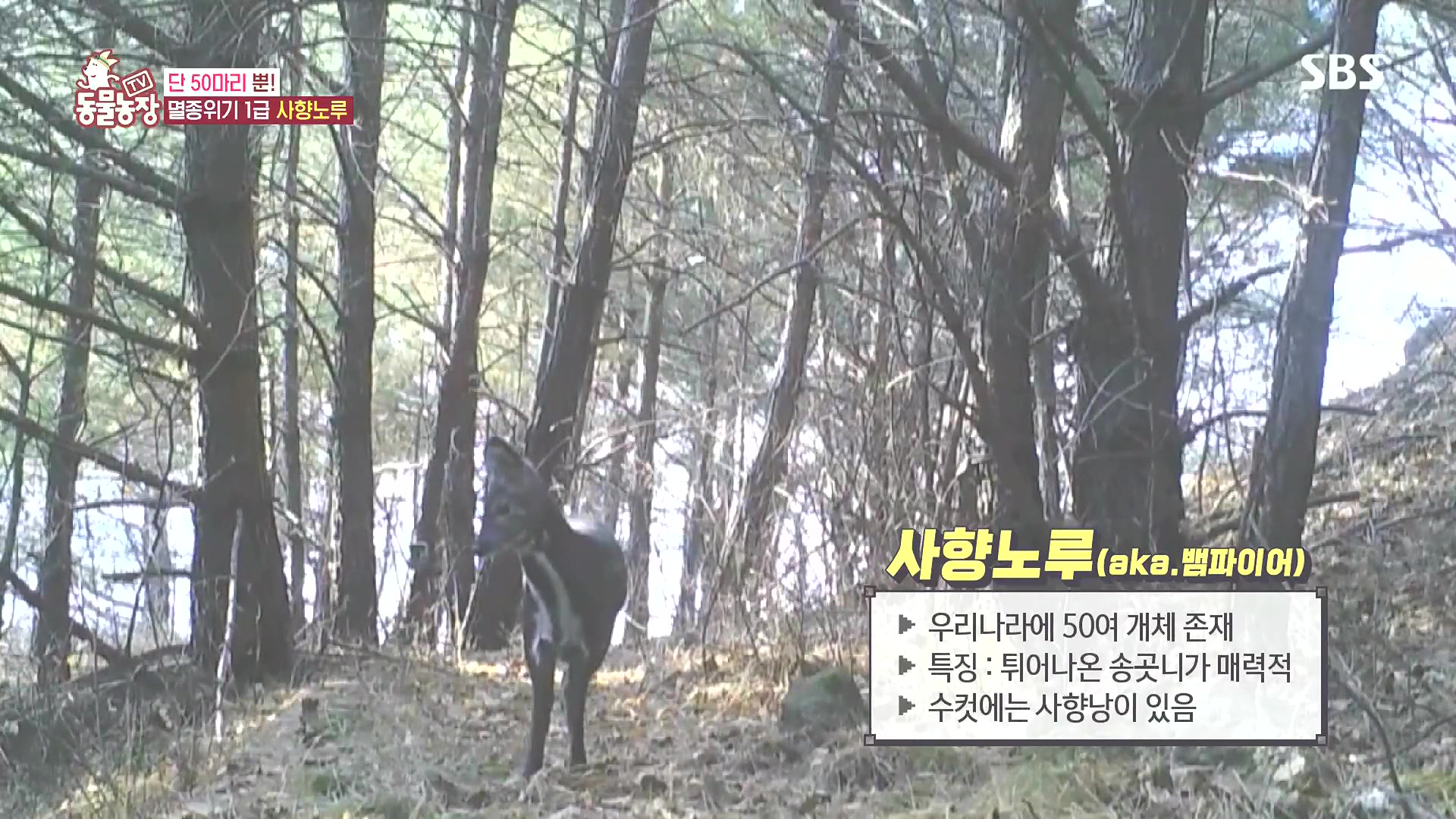 TV 동물농장.E1185.240818p.H264-F1RST.mp4_20240818_160953.490.jpg