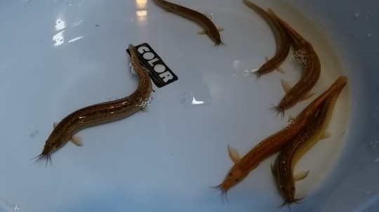 늘꽃 이미지