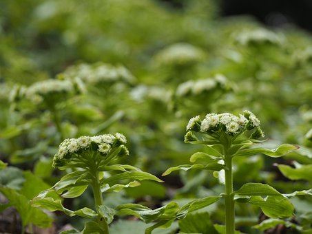 버터버 꽃 효능