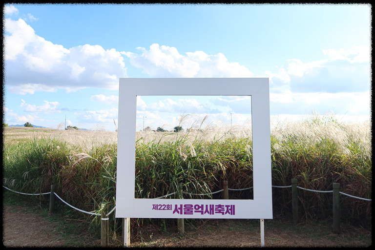2024년 서울 억새축제&amp;#44; 꼭 알아야 할 정보 총정리