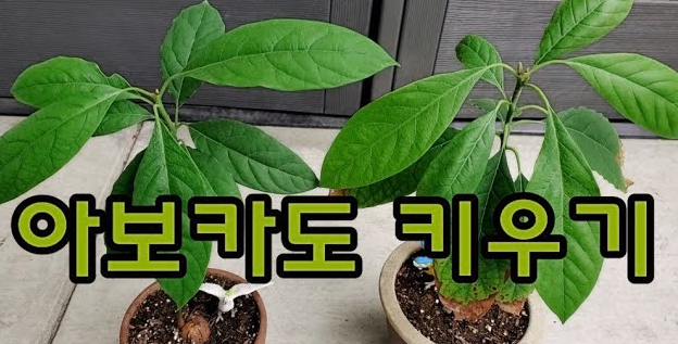  아보카도 키우기, 이렇게 하면 끝!