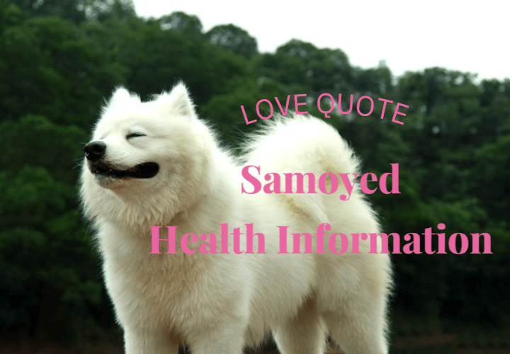 Samoyed Health Information