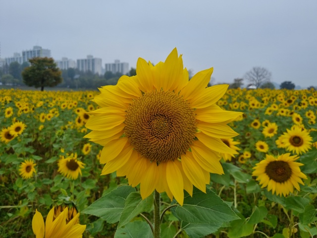 해바라기