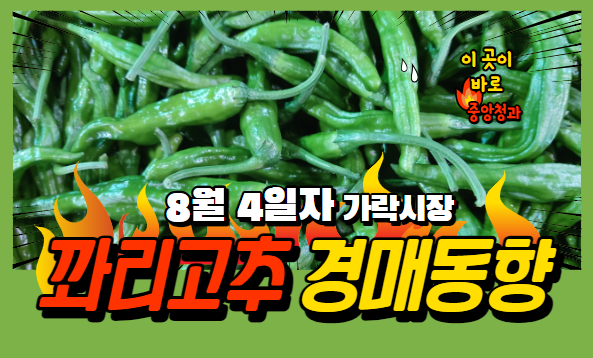 [경매사 일일보고] 8월 4일자 가락시장 꽈리고추 경매동향을 살펴보겠습니다!