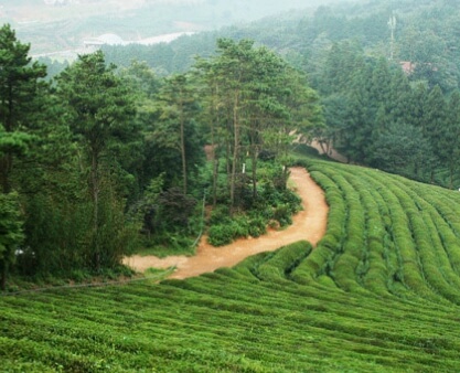 보성 녹차밭의 전경 일부