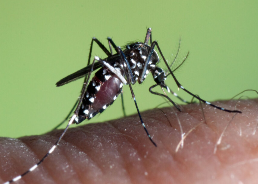 흰줄숲모기(Aedes albopictus)