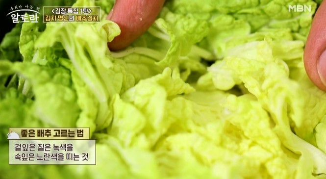 좋은-배추-고르는-법